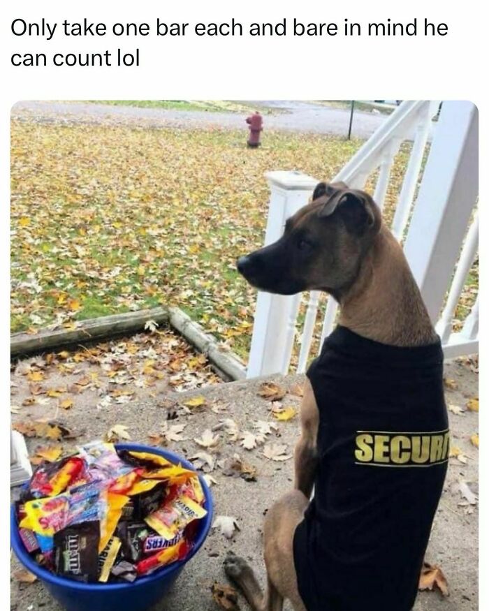 Dog wearing a "Security" shirt sitting next to a candy bowl on a porch.