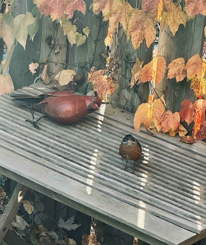 A bird stands defiantly next to a bird statue on a slatted bench, surrounded by autumn leaves, illustrating funny bird antics.