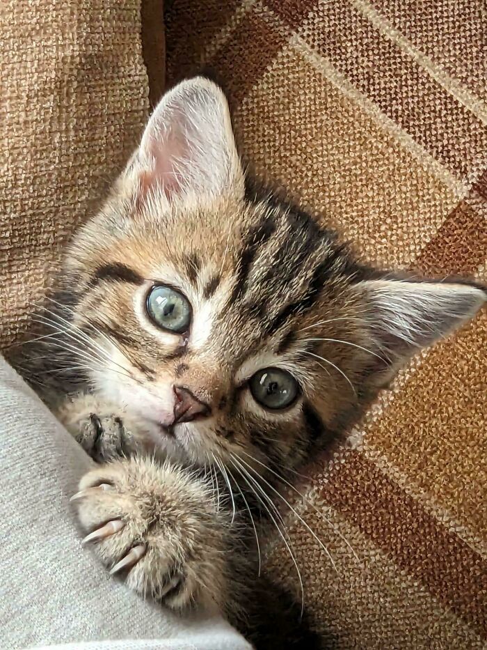 Cute kitten with sharp claws resting on a cushion.