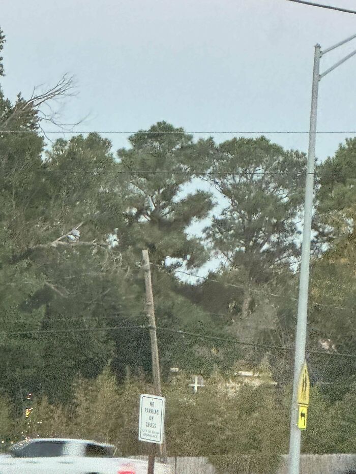 Cross shaped shadow on trees creating a wild coincidence captured in a photo on a street with traffic signs.