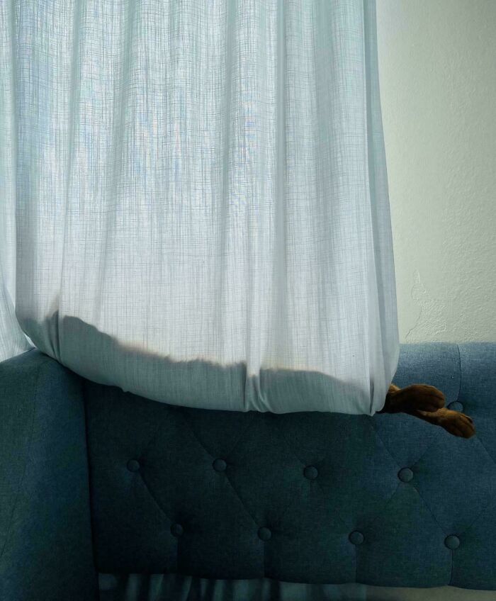 Curtain with light filtering through, resembling Renaissance painting, with dog paws peeking below.