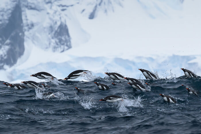 Polar Passion: Highly Honored - Gentoo Penguins By Clive Burns