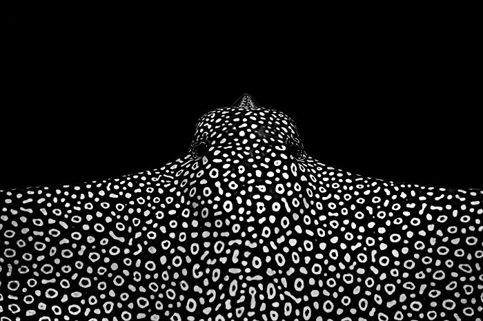 Art In Nature: Highly Honored - Spotted Eagle Ray By Joaquin Fregoni