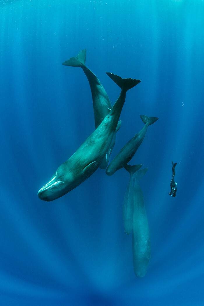 Outdoor Adventure: Highly Honored - Free Diver And Sperm Whales By Franco Banfi