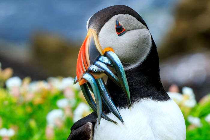 Youth: Highly Honored - Atlantic Puffin By Andrés Domínguez Blanco (Age 14)
