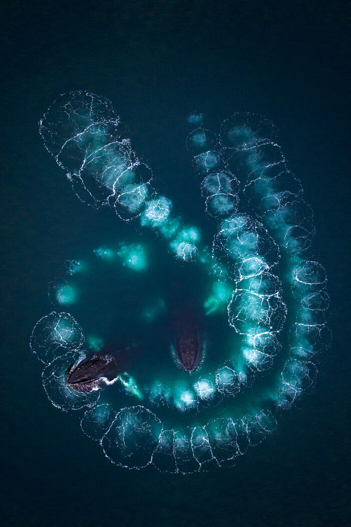 Ocean Views: Highly Honored - Humpback Whales Bubble Netting By Scott Portelli