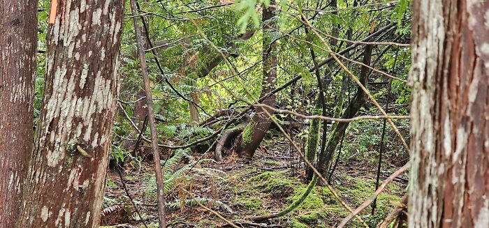 This 🦌 Is Really Sneaky