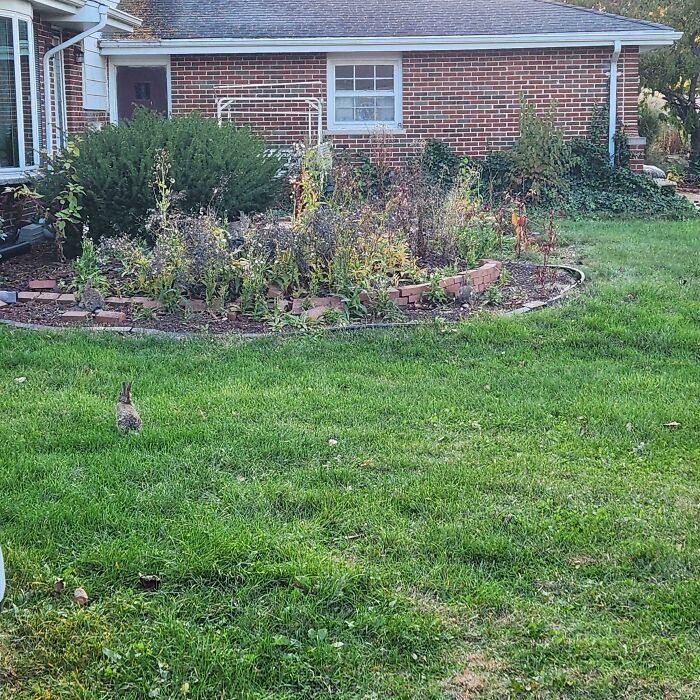 Rabbit seamlessly merged into the grassy background near a garden and brick house, showcasing camouflaged objects.