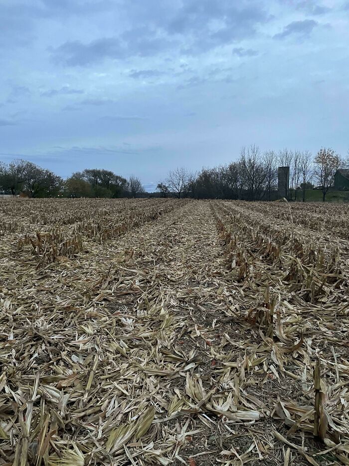 Find The German Shepard