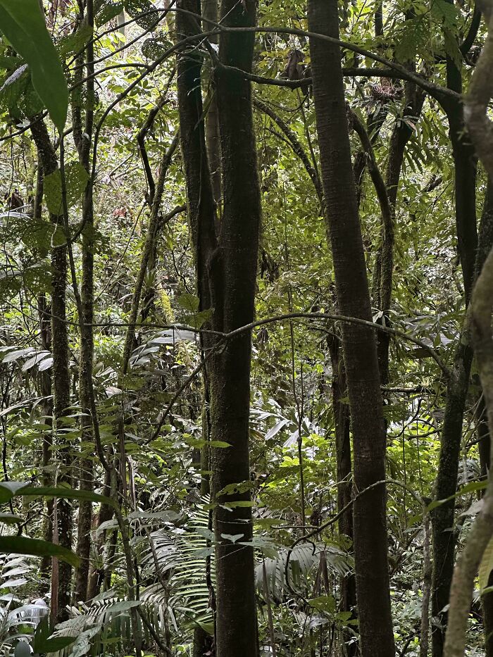 Dense forest scene where tree trunks seamlessly merge into the background, illustrating camouflage in nature.
