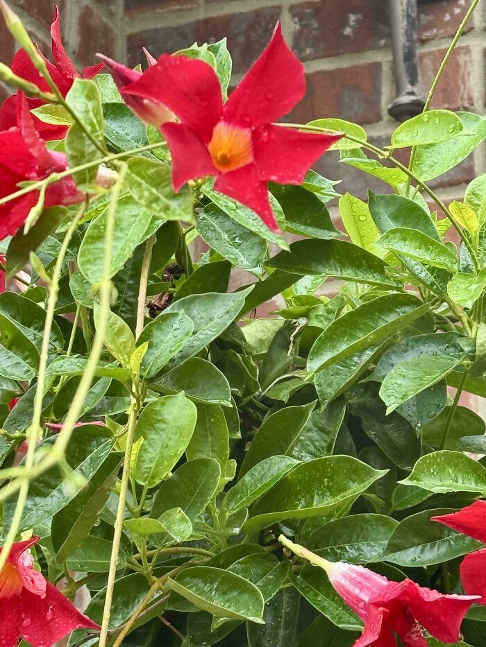 Red flowers and green leaves seamlessly merged into a brick background, showcasing natural camouflage.