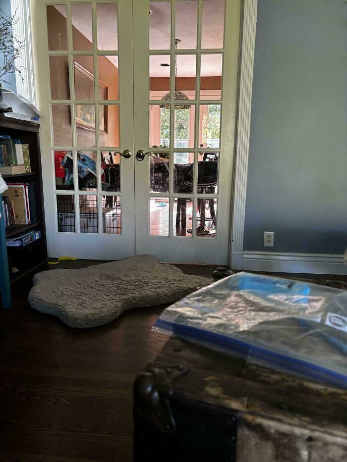 Find My Daughters New Kitten!