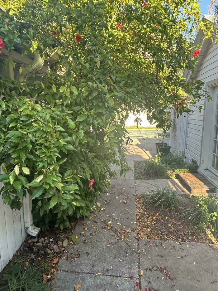 Find The Gray Kitten