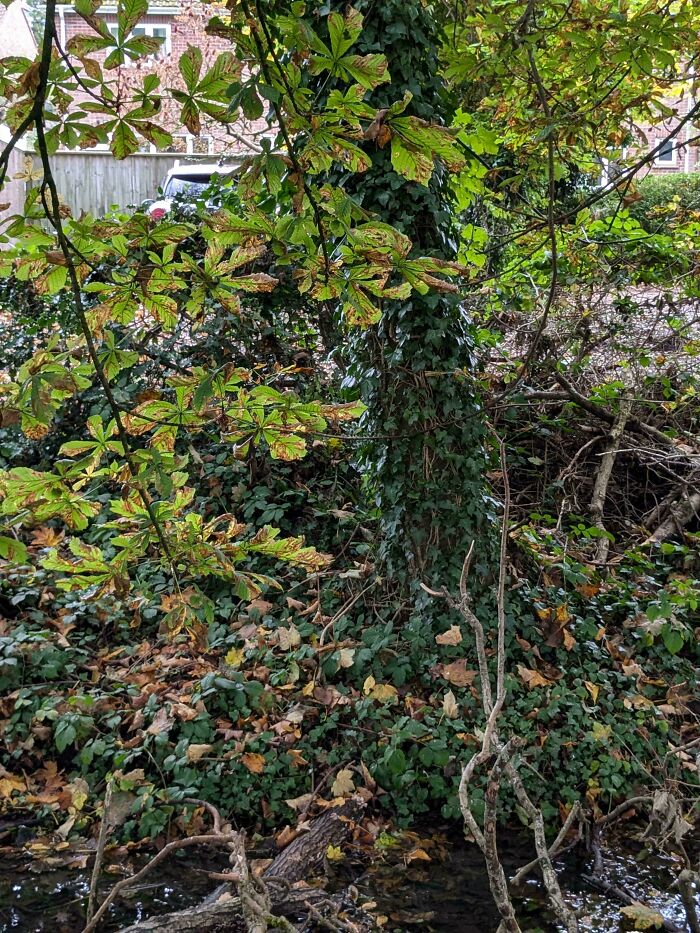 The Cat Is Watching You... Can You See Her?