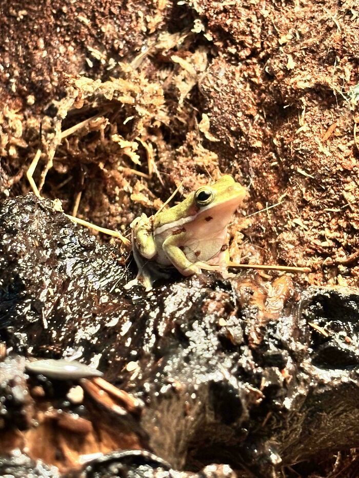 Find The Second Frog ! He’s The Size Of A Penny. No Cheating In The Comments !!