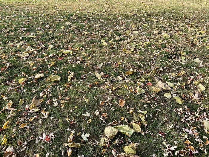 Find The Tennis Ball For Cooper