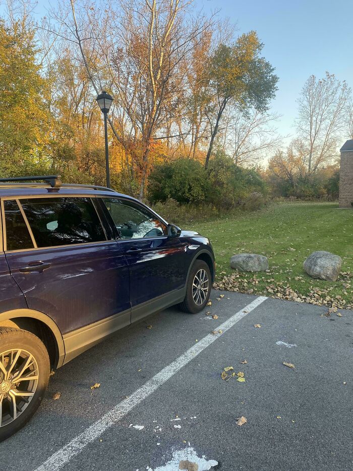 A Family Of Deer Were Watching Me