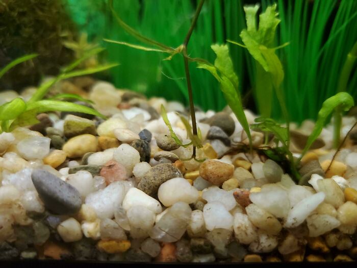 Find The Shrimp