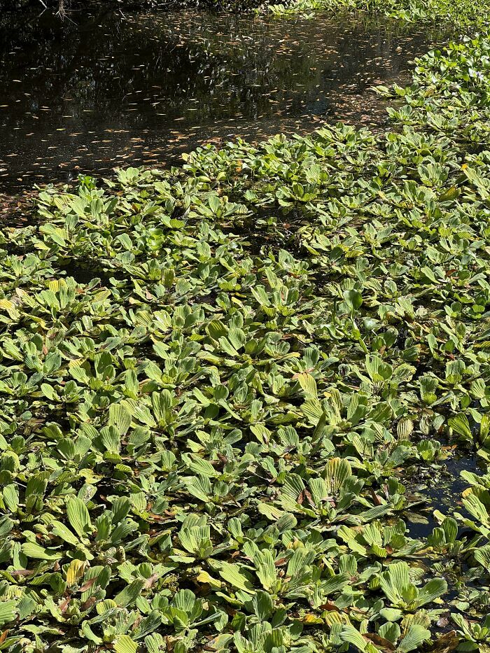 Find The Swamp Puppy