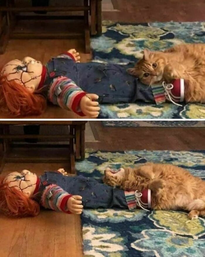 My Husband Brought Home A Chucky Doll And Our Cat Loves It 🖤