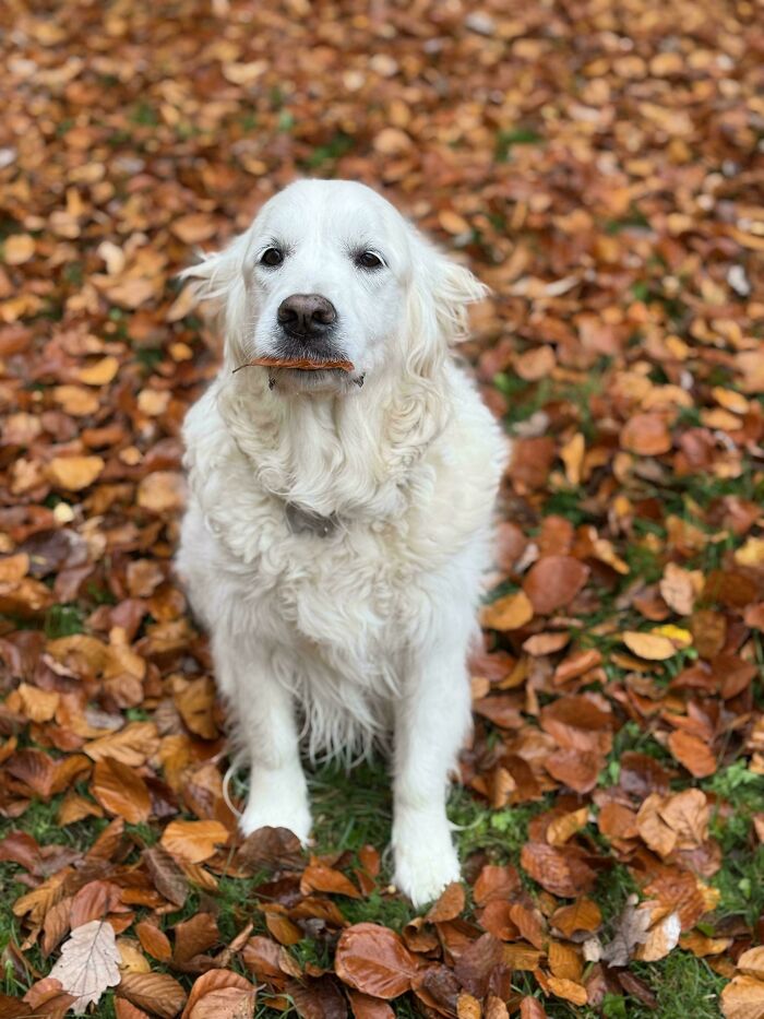 White fluffy dog sitting among autumn leaves with a funny expression holding a leaf in its mouth, derpy dog moment.