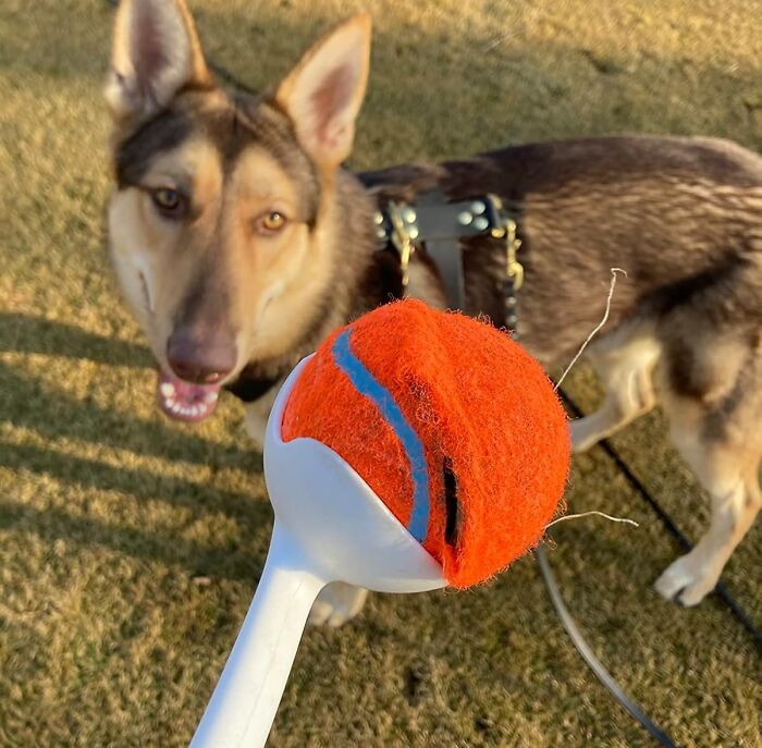 Tired Arm From Throwing Balls All Day? Let A Fun Ball Launcher Take The Strain Off And Keep The Playtime Going