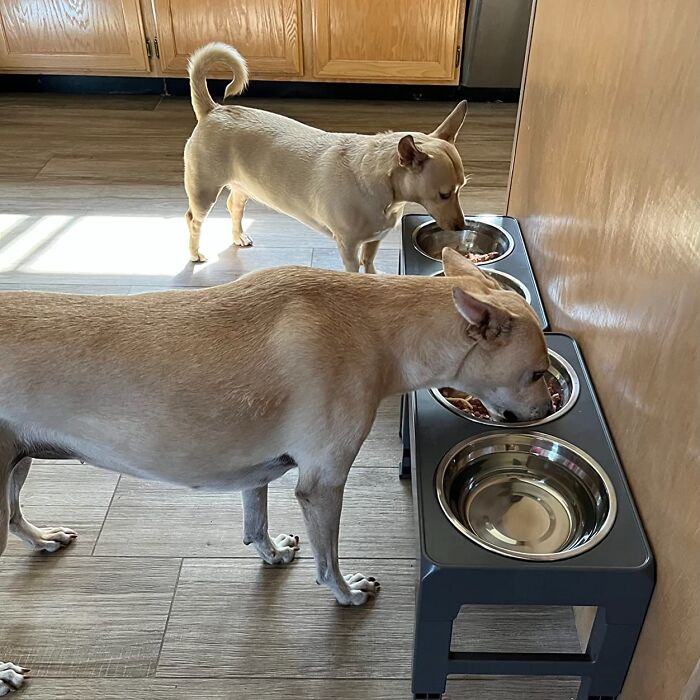 Pup Straining To Reach Their Grub? Feed Them In Comfort With A Convenient Height Adjustable Dog Bowl