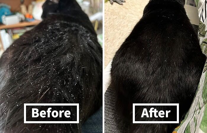 Allergies Getting In The Way Of Snuggle Time? Reduce Dander And Sneezes With A Gentle Burt's Bees Dander Reducing Spray