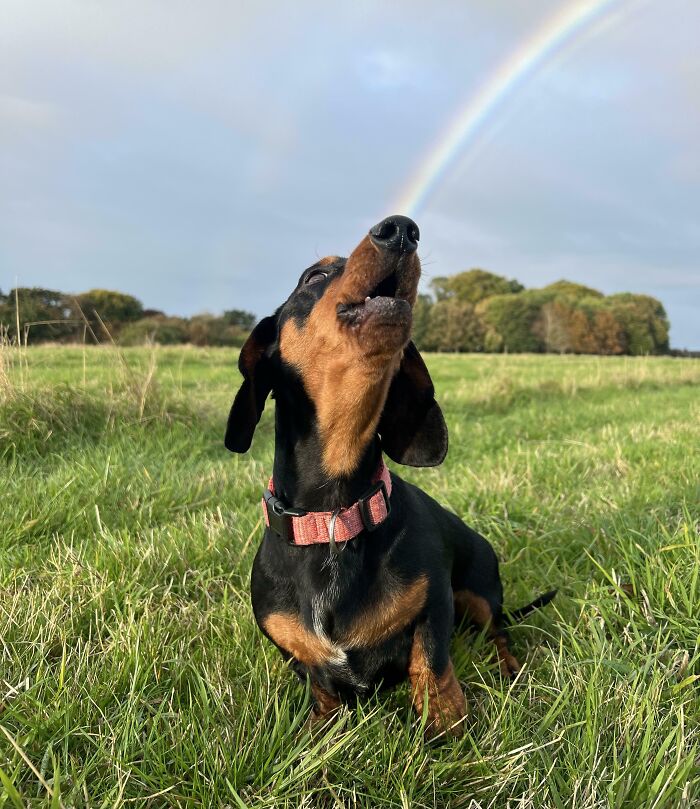 Dudley Shoots Rainbows When He Barks