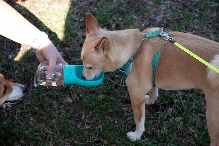 Pup Getting Thirsty On-The-Go? Quench Their Thirst Anywhere With A Convenient Portable Dog Water Bottle 