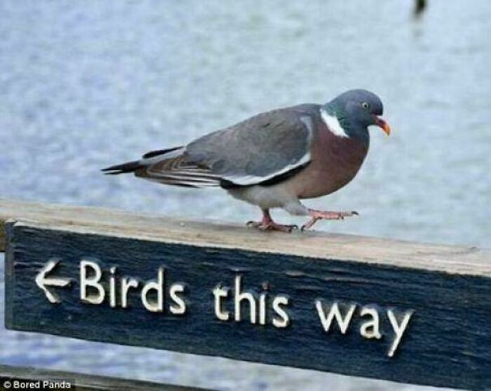 A pigeon stands defiantly on a "Birds this way" sign, humorously blocking the message.