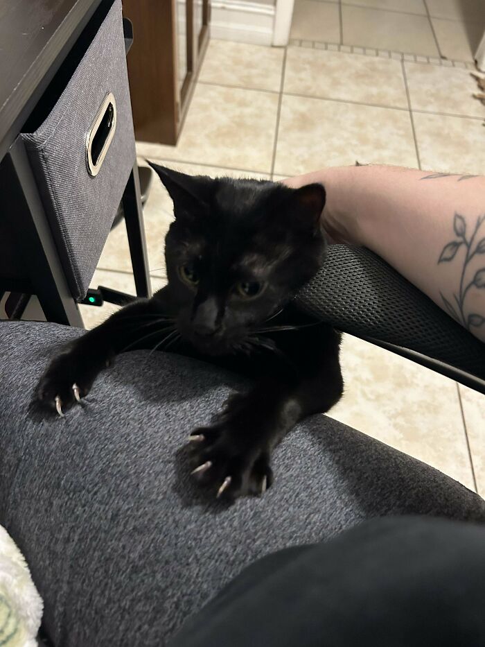 Black cat with sharp claws playfully clings to a person's arm, showcasing its adorable and scary nature.