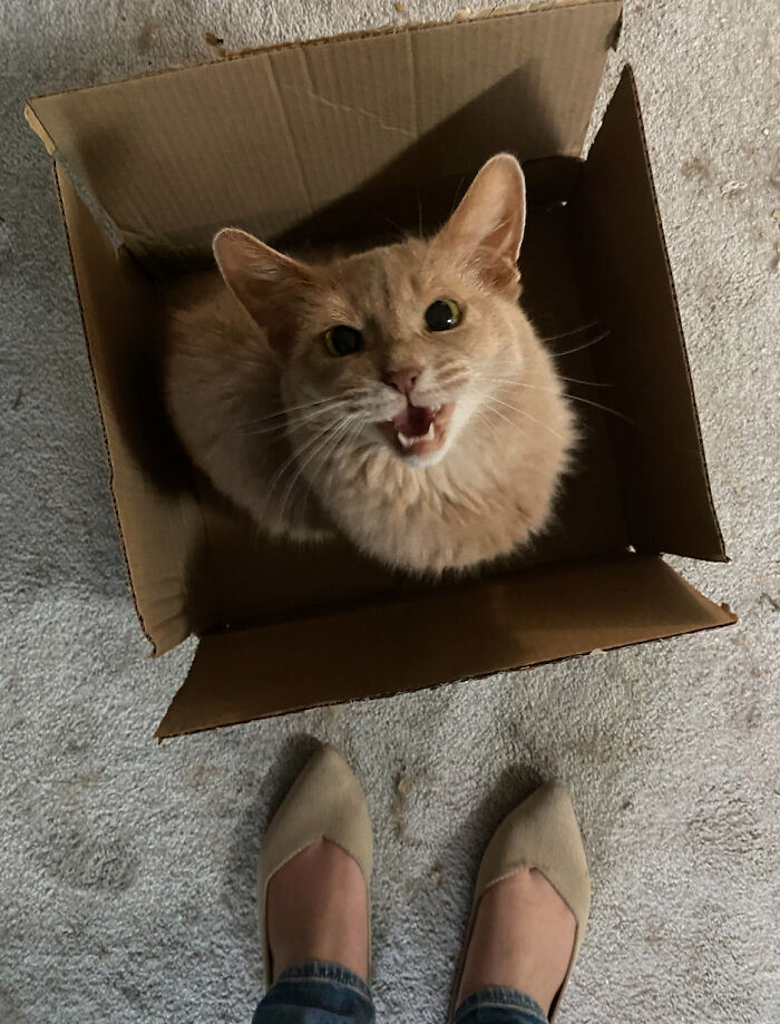 Cat in a box meowing dramatically, viewed from above, showcasing feline drama.