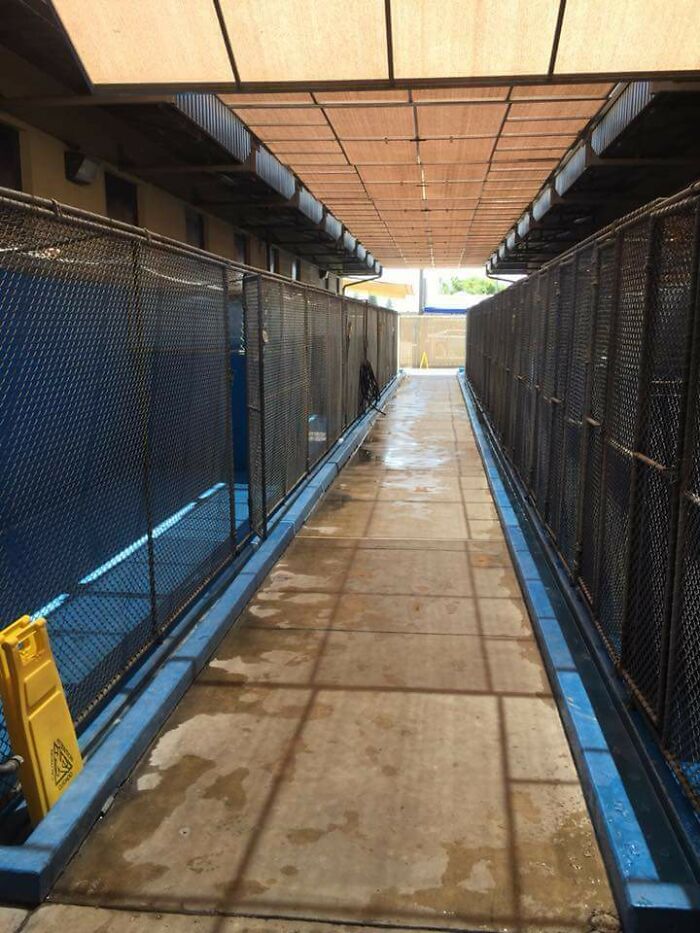 176 Animals Are Sleeping In A Home Tonight. Cleared The Shelter Was Successful