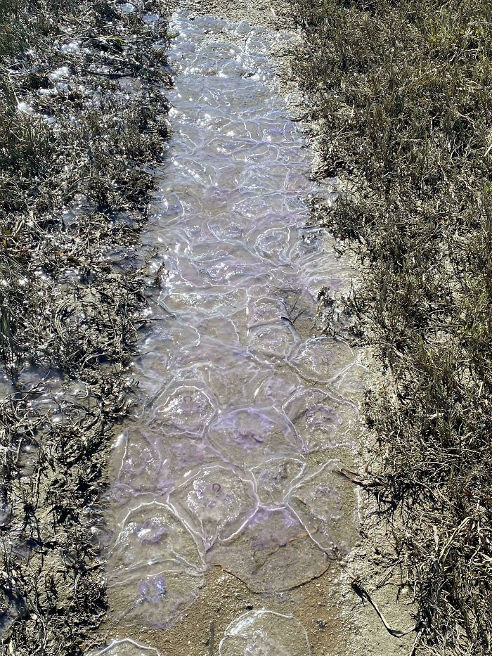 Quirky treasures: jellyfish-like blobs washed ashore, forming a unique pattern along a sandy path.