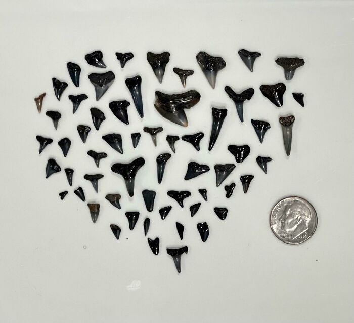 Collection of quirky treasures washed ashore, featuring various shark teeth next to a dime for scale.