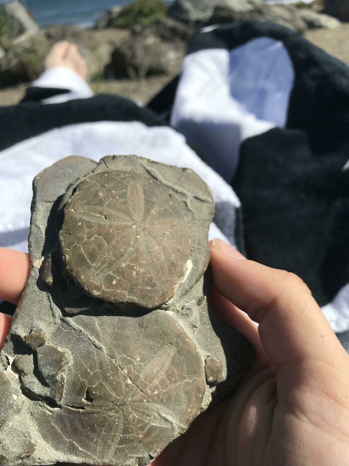 Hand holding a quirky treasure with fossilized sand dollars found washed ashore on a rocky beach.