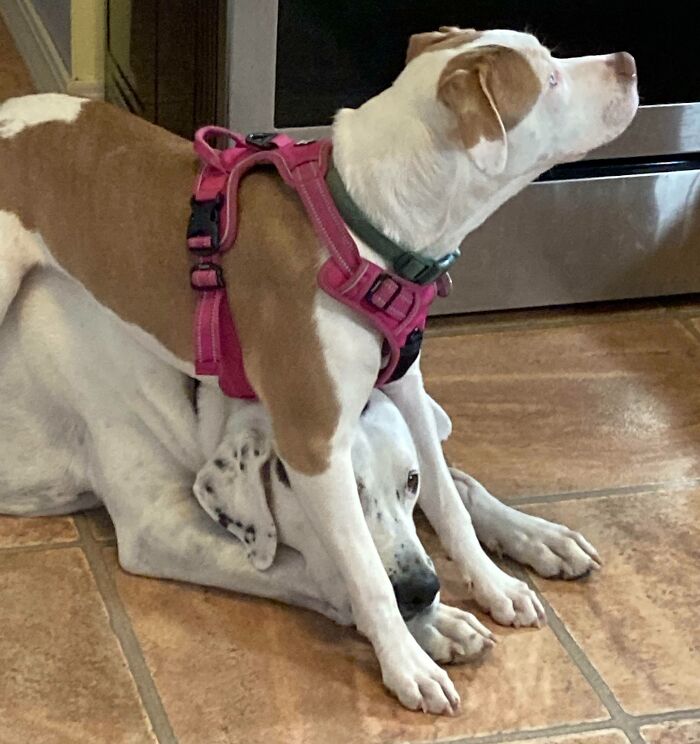 Accepting Life As A Chair