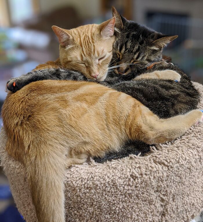 It Took A Year Or So Before They Would Sleep Close To Each Other. Now, This Is What I See All The Time