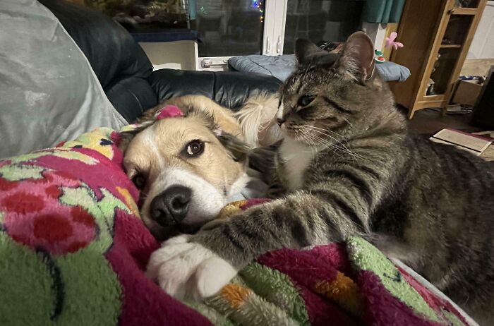 Whiskey Reminding The Dog Who's The Goodest Boy