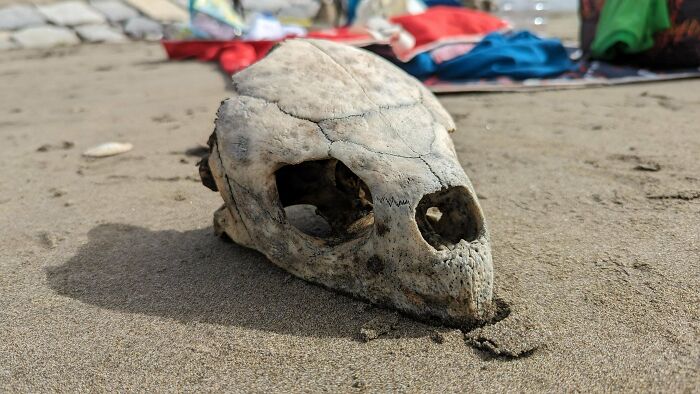 A quirky treasure washed ashore: a weathered animal skull rests on a sandy beach, showcasing its rustic texture.