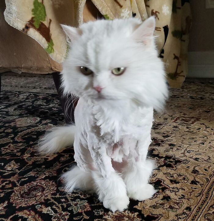 My Cat Got A Haircut, Not Happy