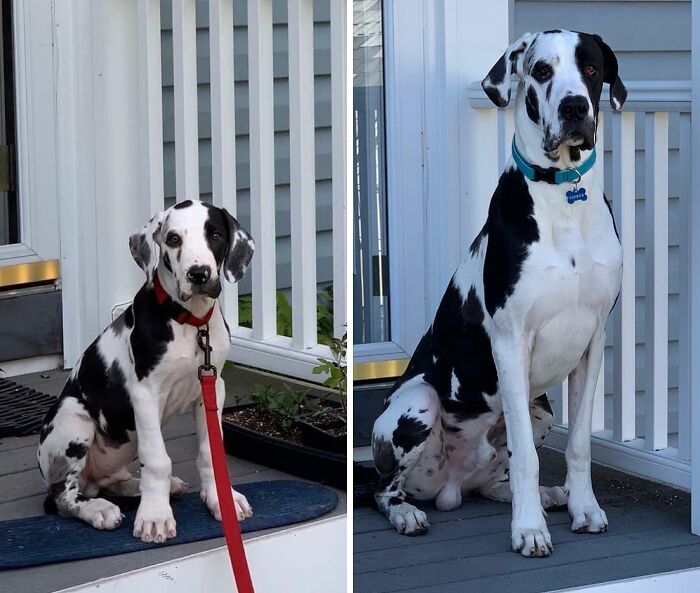Great Dane puppy and adult side by side on porch, showing growth and size in hilarious Great Dane pics.