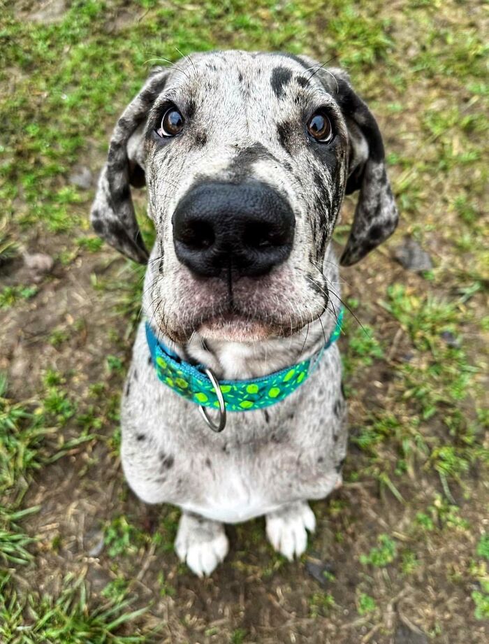 Close-up of a Great Dane puppy with a blue collar sitting on grass, showcasing their obliviousness to their size.
