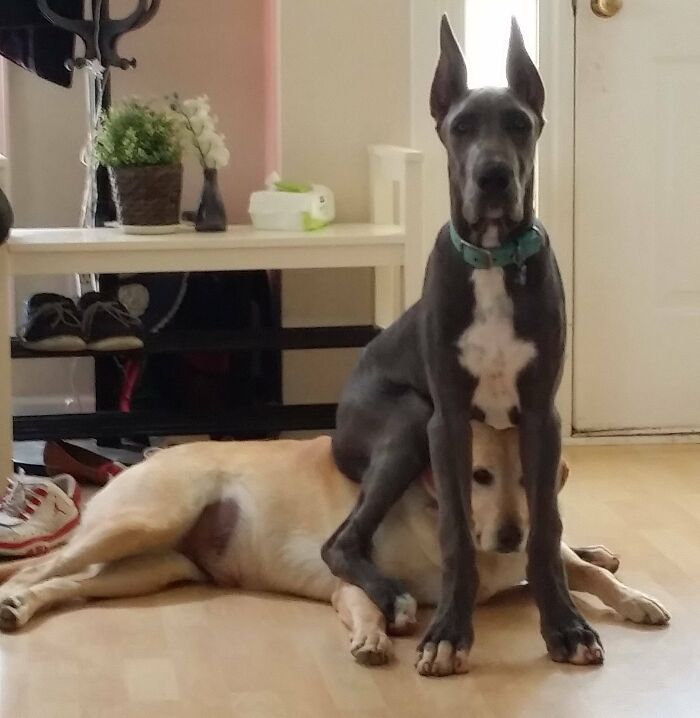 Great Dane sitting on a smaller dog indoors, showcasing the hilarious obliviousness of their size difference.