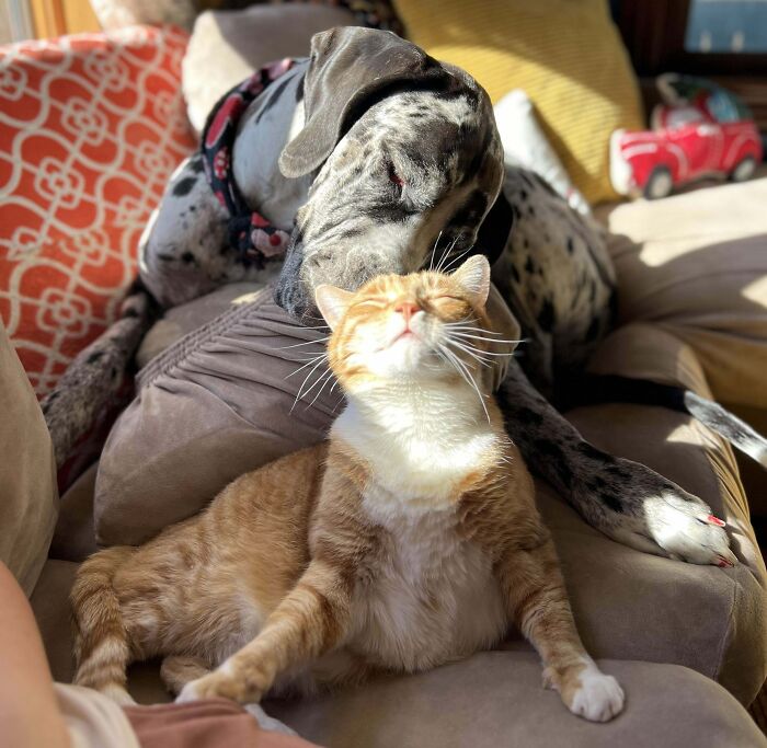 Great Dane resting on a couch while affectionately nuzzling a relaxed ginger and white cat.