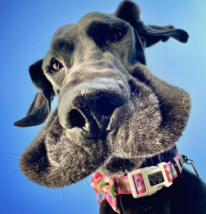 Close-up of a Great Dane with a colorful collar, showing its large, floppy muzzle against a clear blue sky.