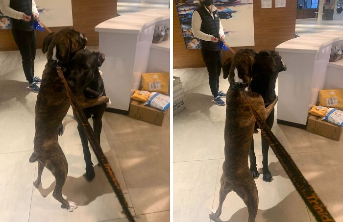 Two Great Danes playfully standing on hind legs indoors, showing their obliviousness to their large size on a leash.