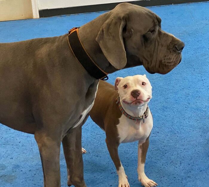 Great Dane standing next to a smaller dog on a blue floor, showcasing their obliviousness to their large size.