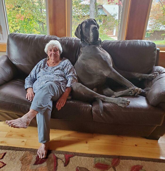 Elderly woman sitting on a couch next to a large Great Dane hilariously oblivious of its size indoors.